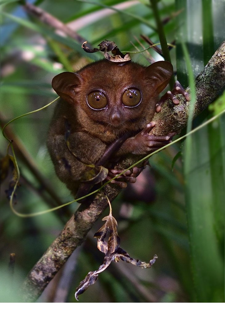 Agutayan Tarsier Habitat